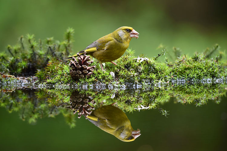A green bird stands next to a pinecone with its reflection mirrored in the water