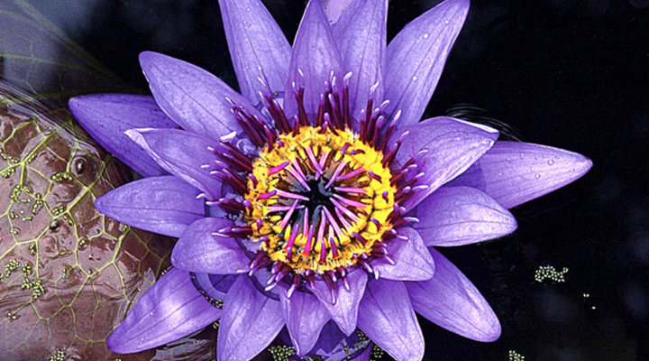 Cindy-Dyer-flowers-Purple-Water-Lily.low.jpg