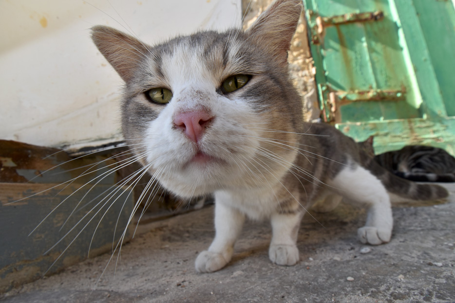 3-Autofocus.jpg