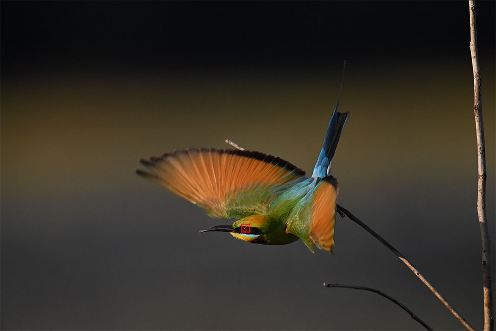 Nikon-Georgina-Steytler-Z8-bird-AF-Z-800-TC-1120-focal-length.jpg