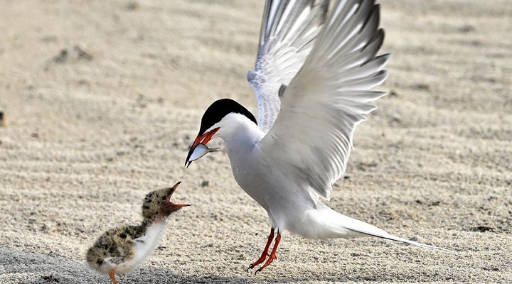 Lindsay-Silverman-birds-500mm-tern-feeding-chick.low.jpg