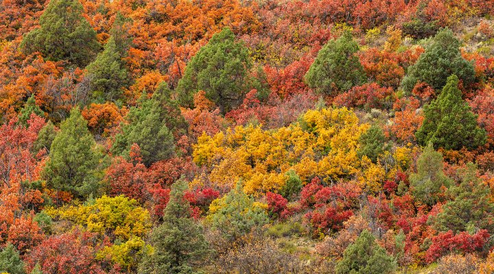Tom-Bol-fall-foliage-colorful-treetops.low.jpg