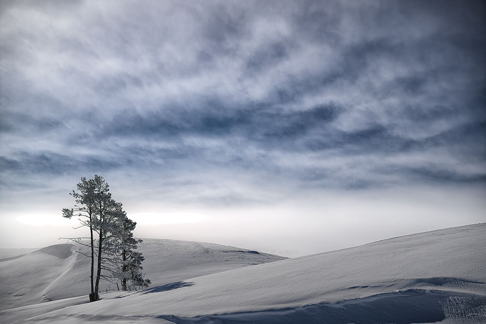 Moose-Peterson-Winter-solitary-tree-in-snow.jpg