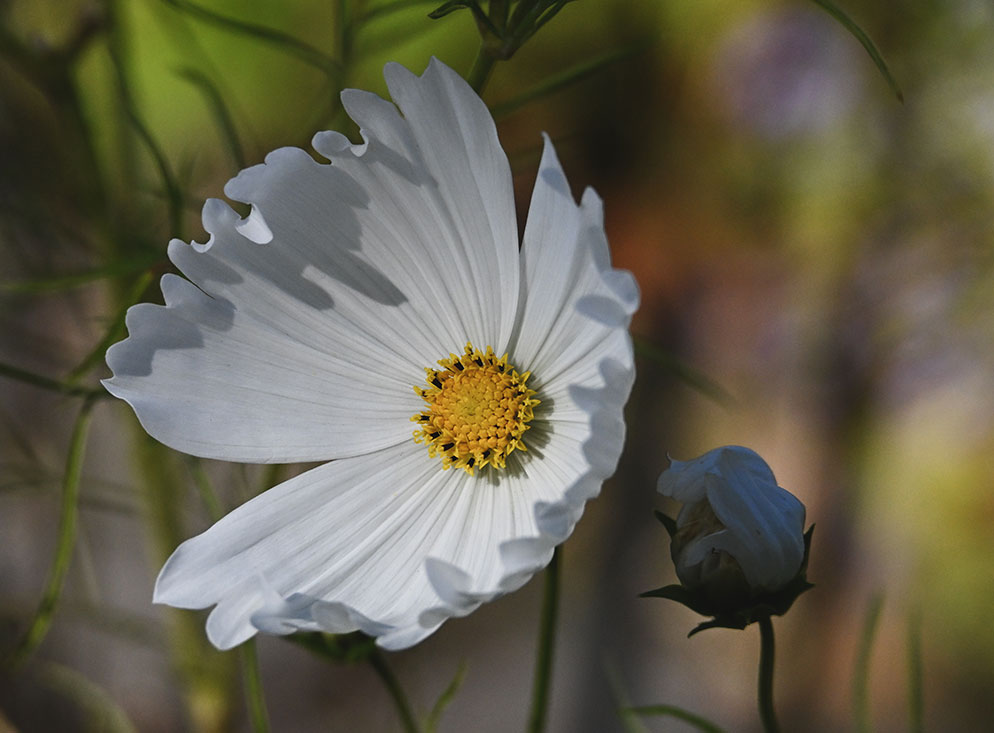 Diane-Berkenfeld-flower-and-shadows.jpg