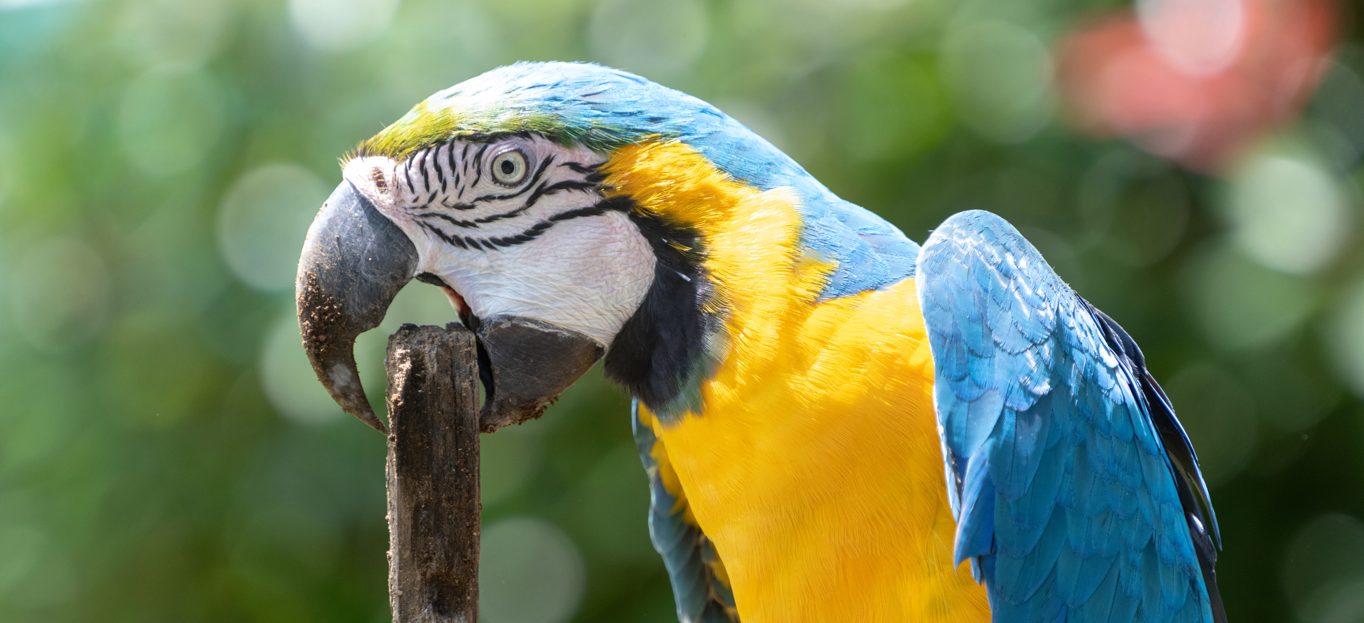 Nikon Z TELECONVERTER TC-2.0x | Refurbished | Nikon USA