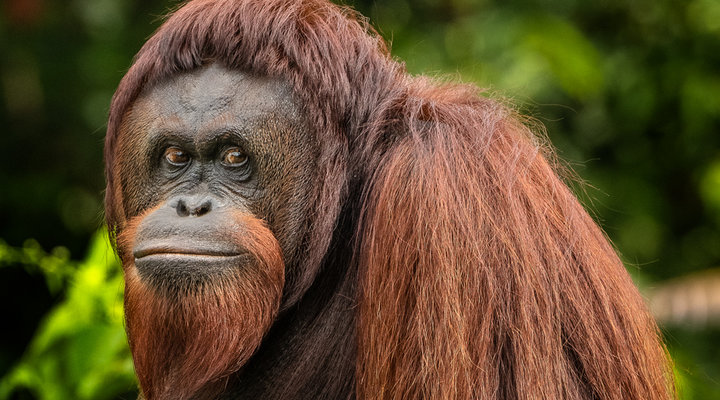 Mark-Edward-Harris-orangutans-rep.low.jpg