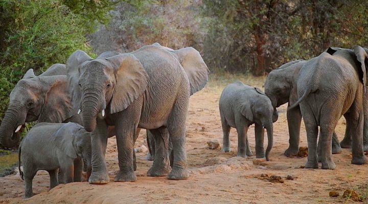 Ami-Vitale-elephants-video-screenshot-herd.low.jpg