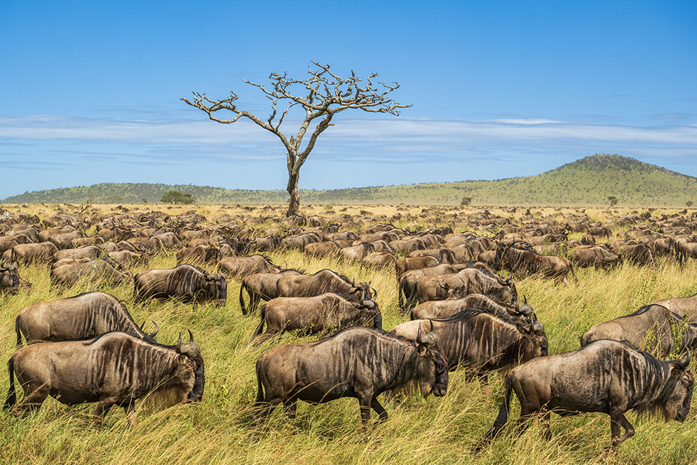 Tom Bol photo of wildebeest migrating in the Serengeti, taken with a Nikon Z 9 and 24-70mm lens
