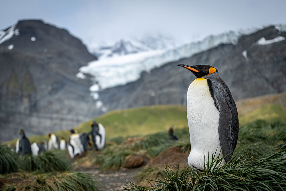Tom-Bol-low-angle-King-Penguin-colony.jpg