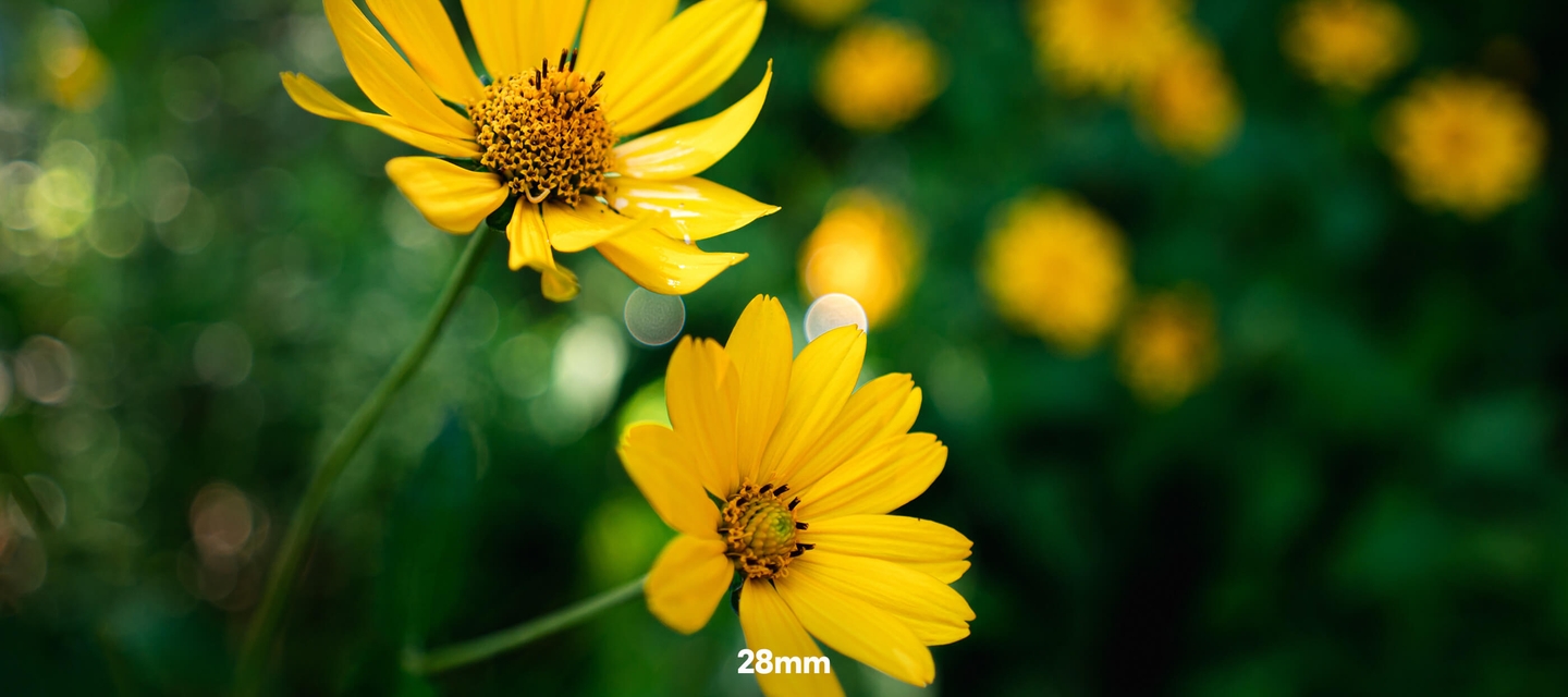 photo of yellow flowers, close up, taken with the NIKKOR Z 17-28mm f/2.8 lens at 28mm