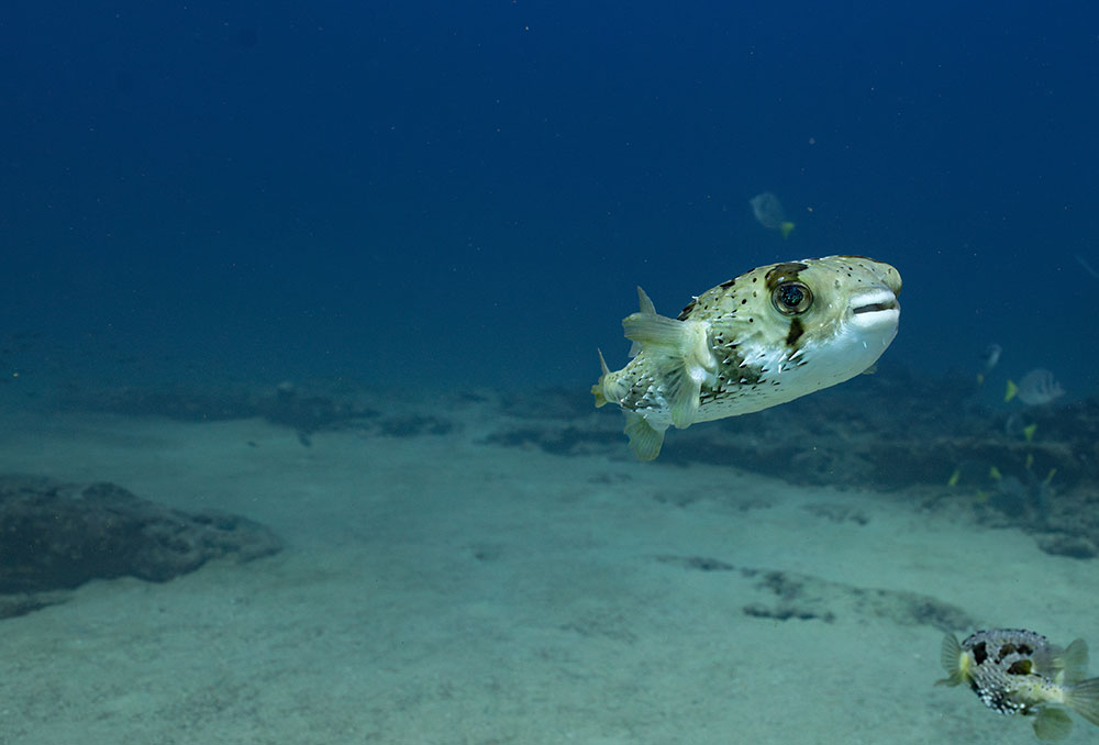 Zandile-Ndhlovu-underwater-photography-porcupine-fish.jpg