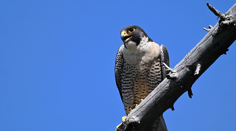 Photo of a falcon taken with the NIKKOR Z 600mm f/6.3 VR S lens at 1200mm