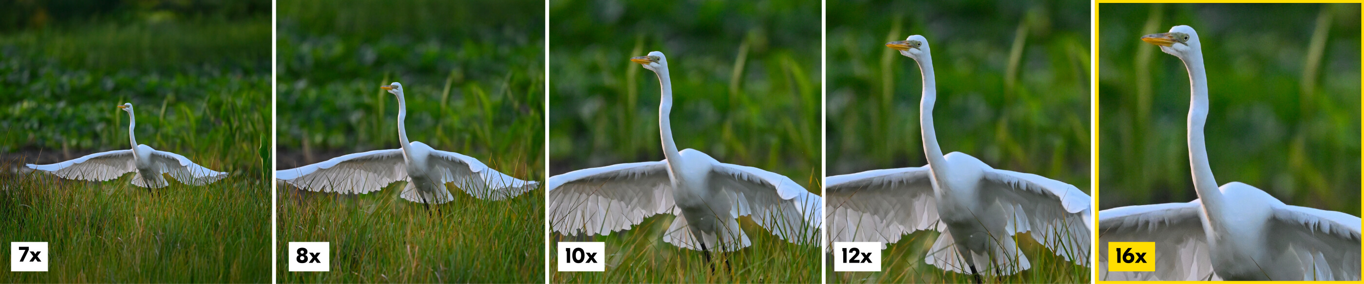 action-magnification-16x.jpg
