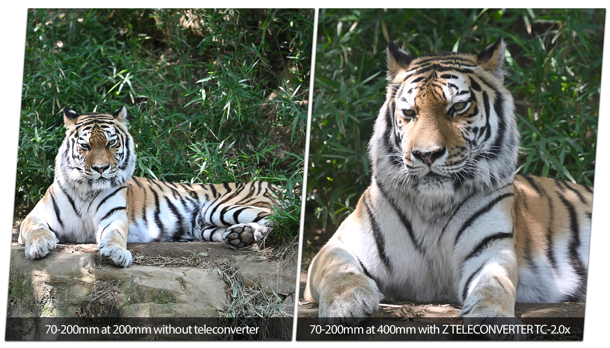 Nikon Z TELECONVERTER TC-2.0x | Nikon Z Series