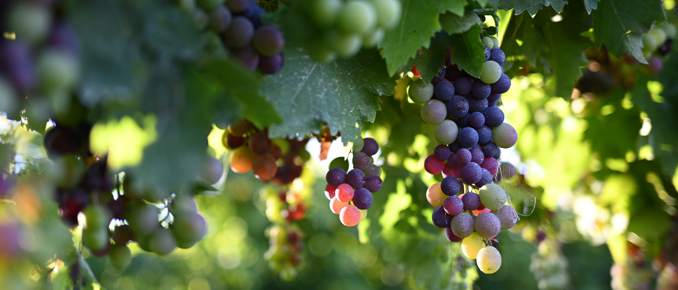 6-grapes.jpg
