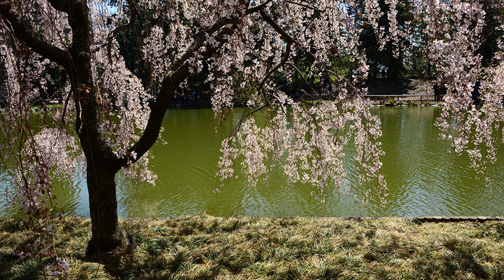 Diane-Berkenfeld-Cherry-Blossoms-framing-water.low.jpg