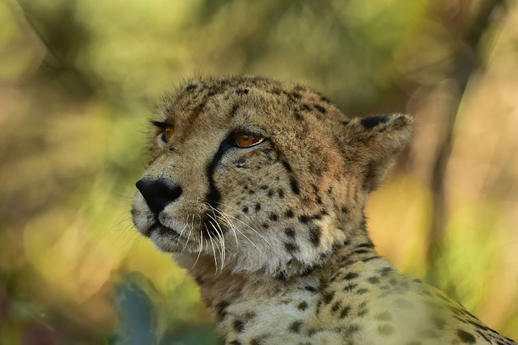 A close up of a cheeta lying in the shade