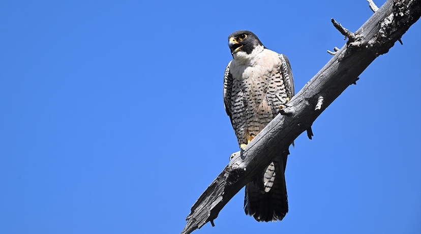 Photo of a falcon taken with the NIKKOR Z 600mm f/6.3 VR S lens at 840mm