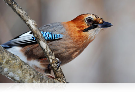 Nikon AF-S NIKKOR 200-400mm f/4G ED VR II | | Nikon USA