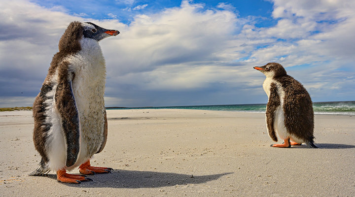 Michelle-Valberg-FALKLAND-ISLANDS_penguins-pair.low.jpg