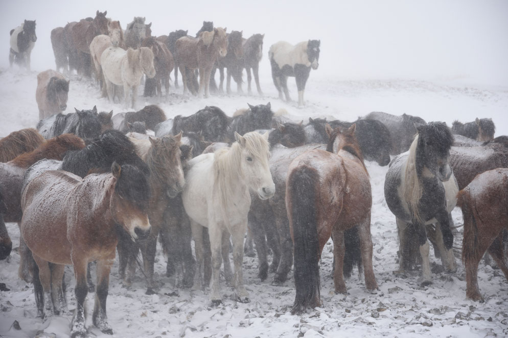 ニッコール O2.1cmf4 Amazon.com : Nikon AF-S DX NIKKOR 16-80mm f/2.8-4E ED