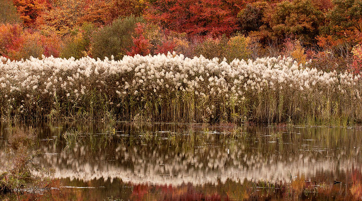 Lindsay-Silverman-autumn-reeds-DSC_3405.low.jpg