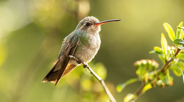 Tom-Bol-hummingbird-photography-bird-yellow-green-foliage.low.jpg