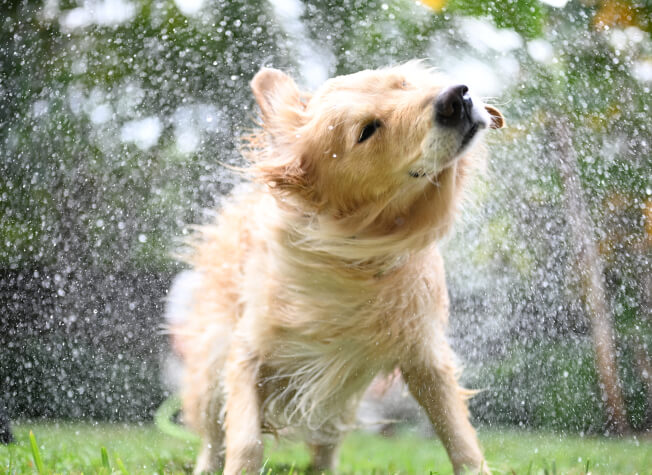 A golden retriever photographed while shaking its long fur with water droplets surrounding it.