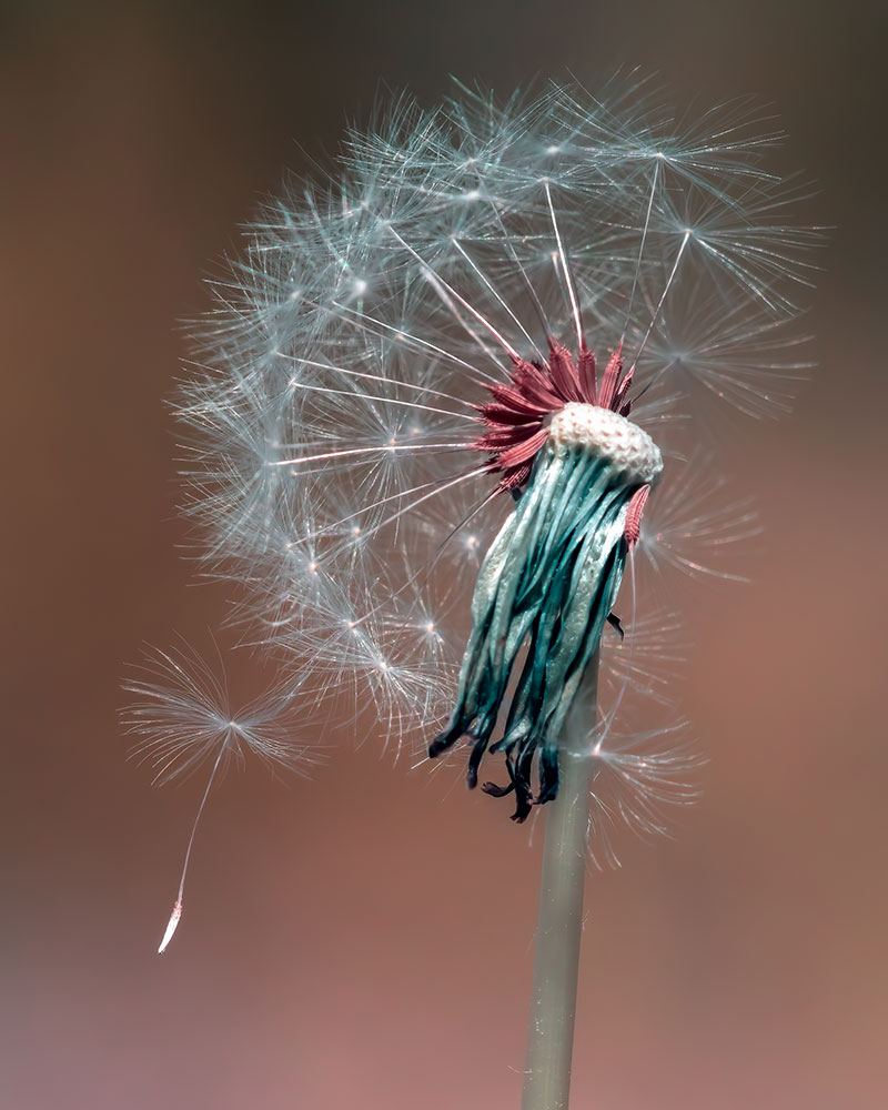 Chris-Baker-IR-Dandelion.jpg