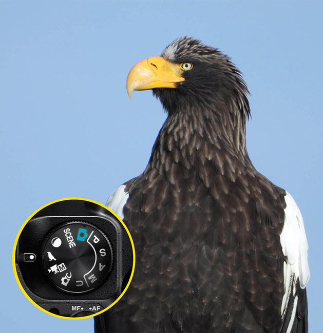 photo of a bird with the mode dial inset showing bird watching mode