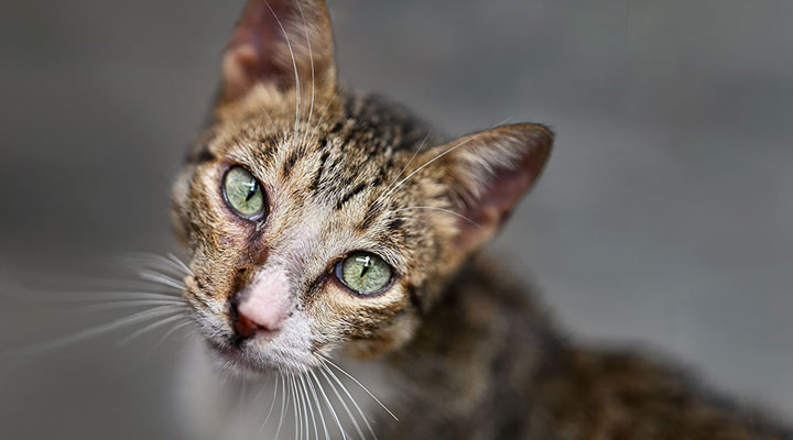 Vincent-Versace-Zf-cuba-cat-portrait-rectangle.jpg