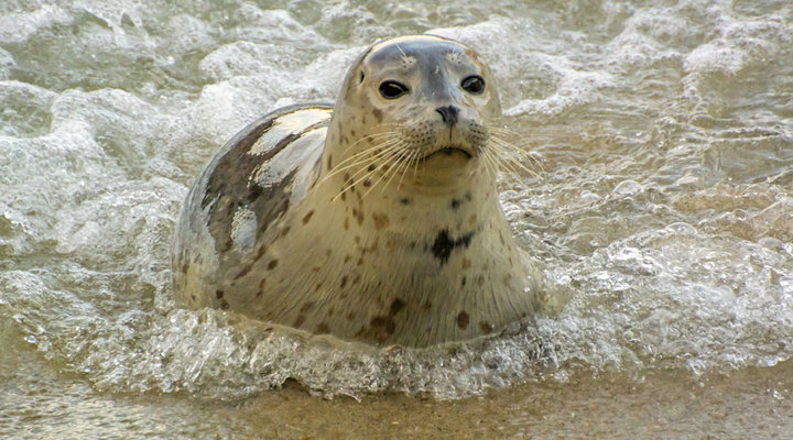 Octavio-Aburto-harbor-seal.low.jpg