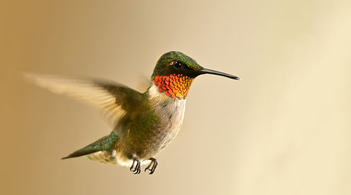 Michelle-Valberg-hummingbird.low.jpg