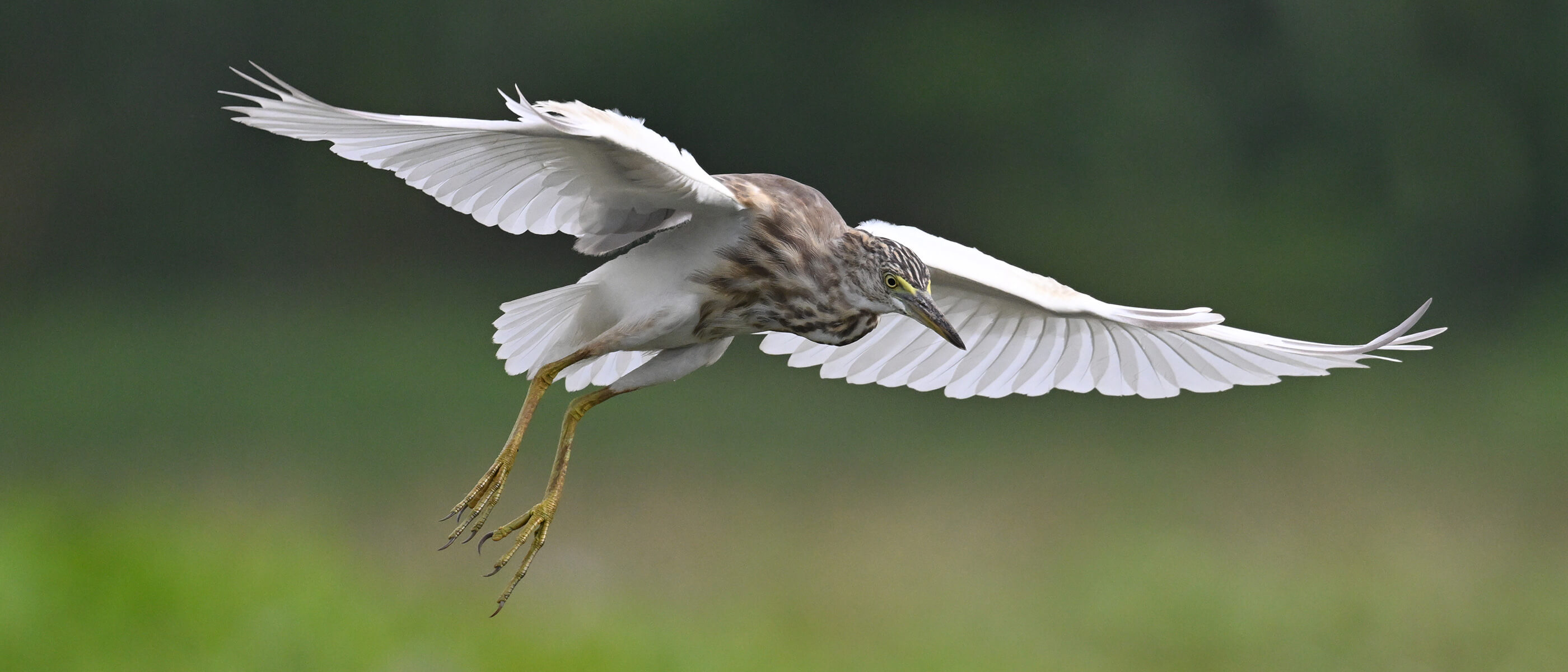 05-fw-bird-flying.jpg