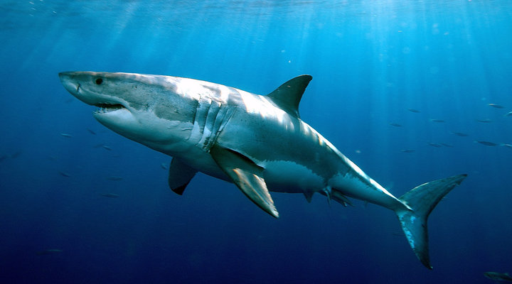 01-Greg-Skomal-White-Shark.low.jpg