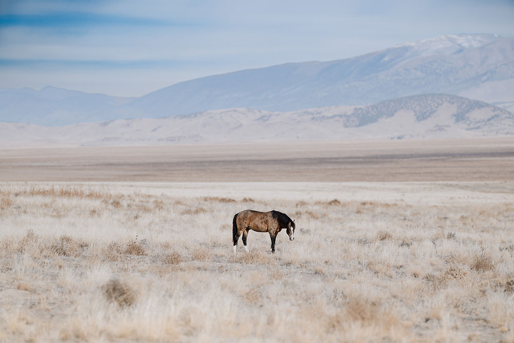 Madison-Cherrington-Plena-wild-horse.jpg