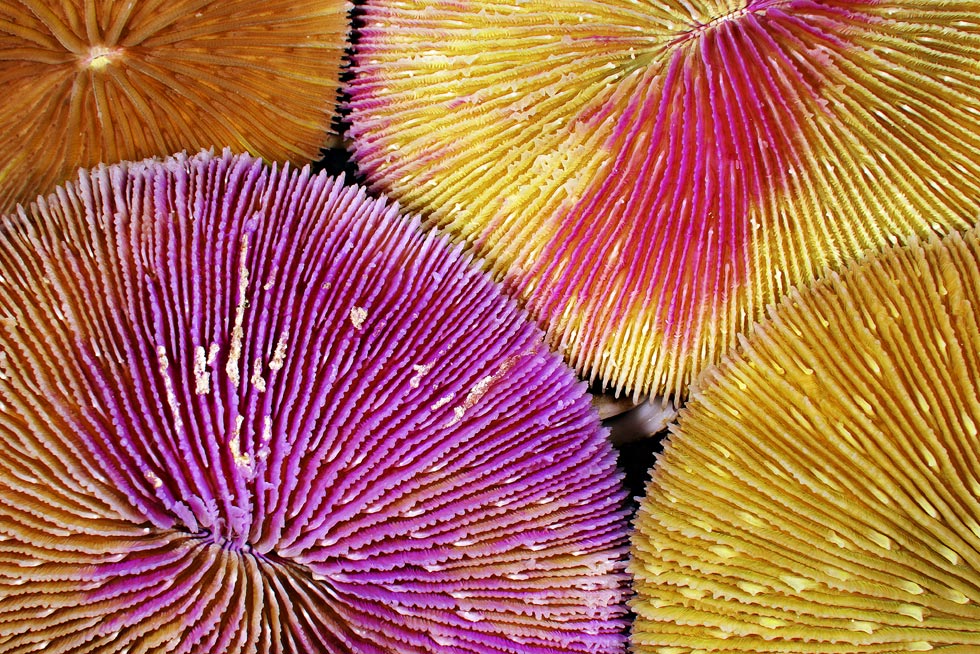 inspiration-square-Brian-Skerry-mushroom-coral.jpg