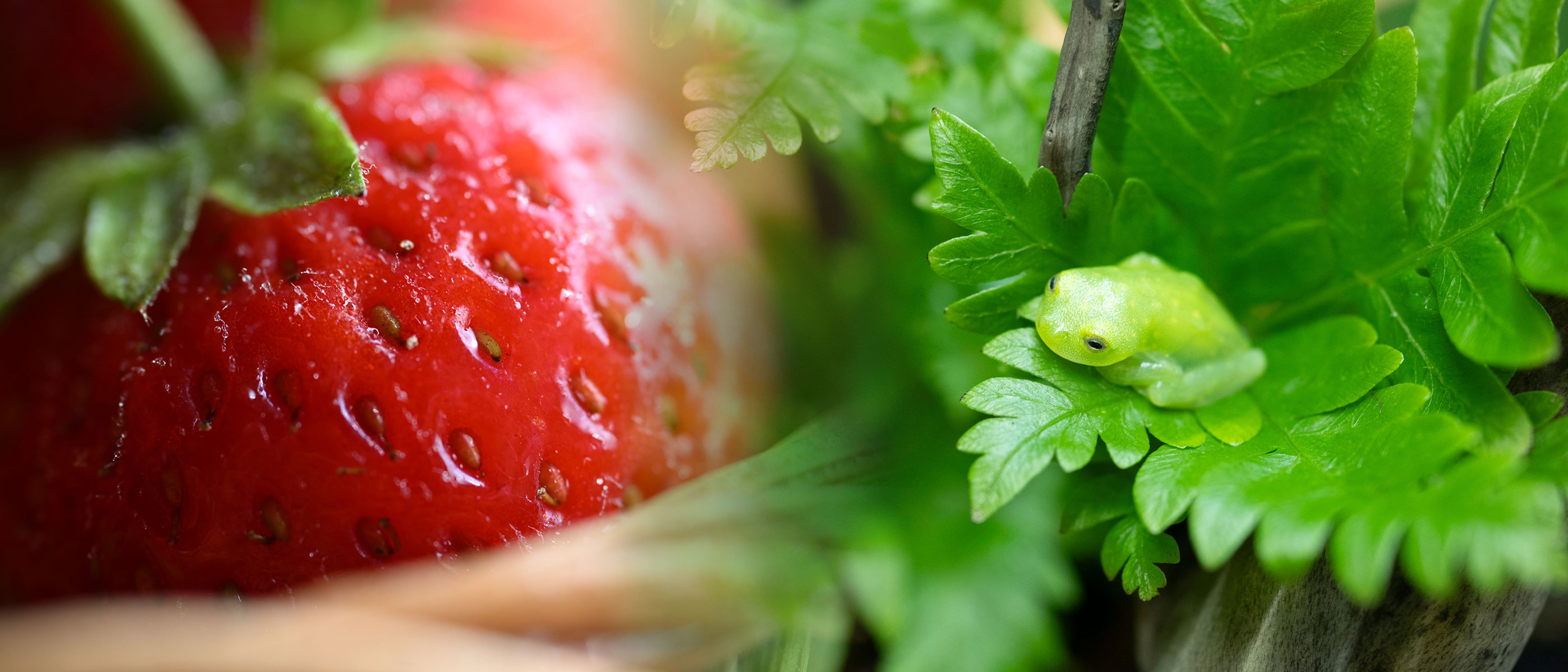 composite photo of a strawberry and a green frog on leaves taken with the NIKKOR Z DX MC 35mm f/1.7 lens