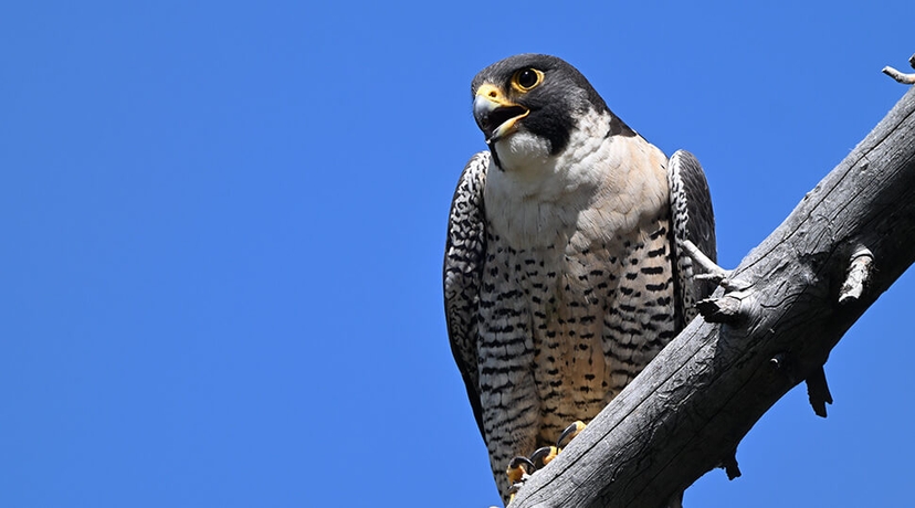 Photo of a falcon taken with the NIKKOR Z 600mm f/6.3 VR S lens at 1800mm