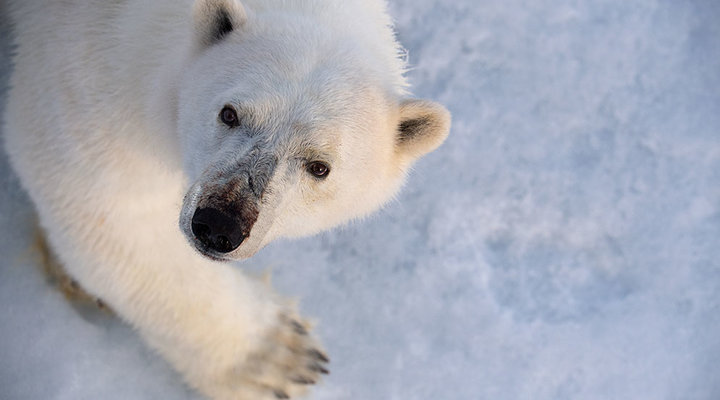 Jeff-Wiedre-arctic-photography-polar-bear-stare.low.jpg