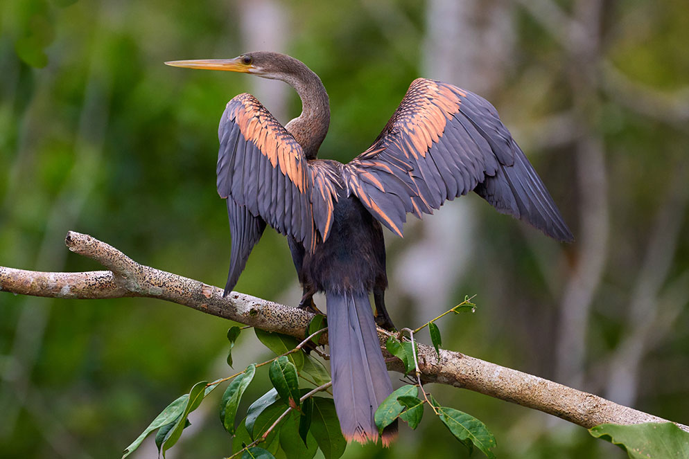 Joe-McNally-anhinga-bird.jpg