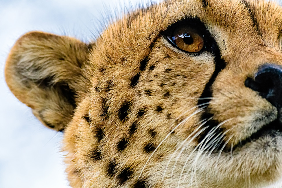 Mark Alberhasky safari photo of a cheetah close up