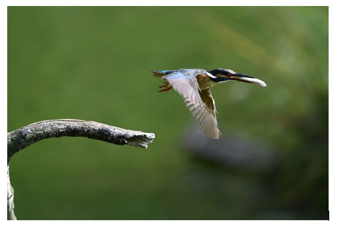 z6iii-press-birds-mode.jpg