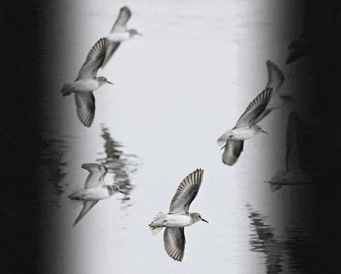 action-field-of-view.gif