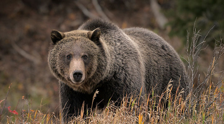 Julia-Cook-rep-custom-crop-bear.jpg