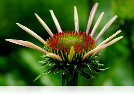 ニコン AF-s DX Micro NIKKOR 85mm F3.5G 8805 Nikon AF-S DX Micro Nikkor 85mm f/3.5G ED VR Medium telephoto