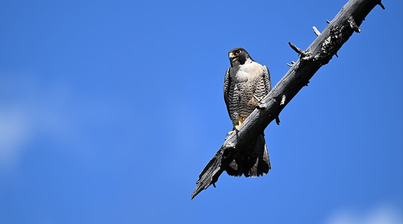 Photo of a falcon taken with the NIKKOR Z 600mm f/6.3 VR S lens at 600mm