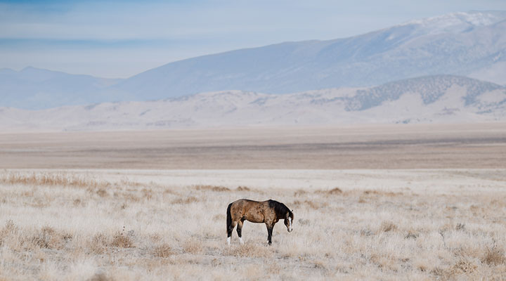 Madison-Cherrington-Plena-wild-horse-custom.jpg