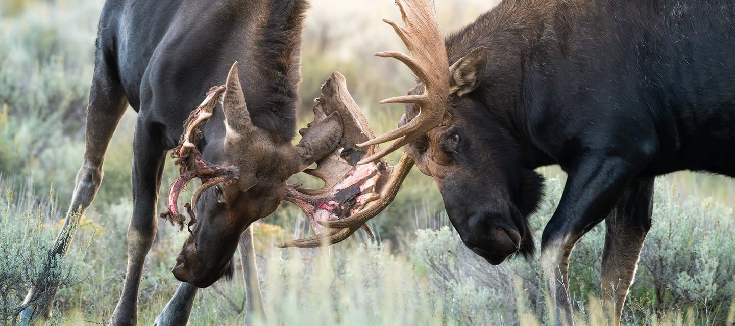 two moose