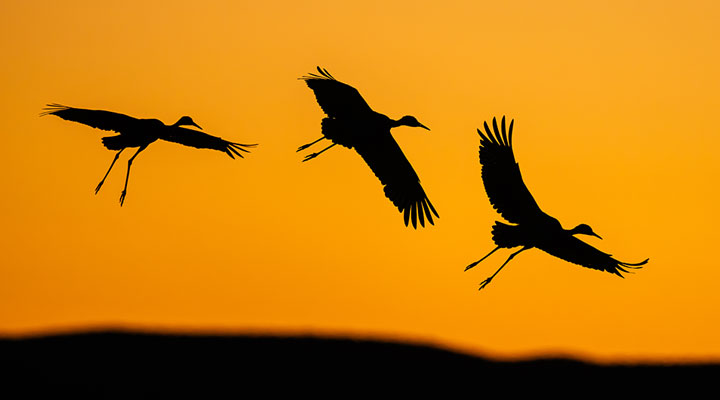 Tom-Bol-Sandhill-Cranes-trio-silhouette-custom.jpg